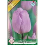 Lalele/ Tulipa single early Candy Prince (10buc)