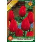 Lalele/ Tulipa triumph Red Couleur Cardinal (10buc)