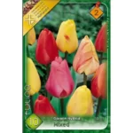 Lalele/Tulipa darwin hybrid mixed (10buc)