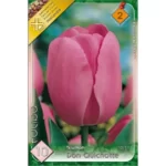 Lalele/ Tulipa triumph Don Quichotte (10buc)