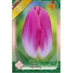 Lalele/ Tulipa triumph Dynasty (10buc)