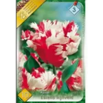 Lalele/ Tulipa parrot Estella Rijnveld (10buc)