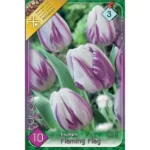 Lalele/ Tulipa triumph Flaming Flag (10buc)