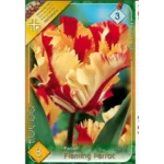 Lalele/ Tulipa parrot Flaming Parrot (8buc)