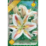 Lilium Oriental Garden Party