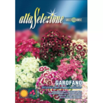 Garofita De Gradina Flori Duble Multicolor