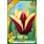 Lalele/ Tulipa triumph Gavota (10buc)