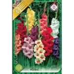 Gladiolus mixed