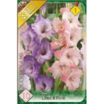 Gladiolus Duo Liliac & Pink