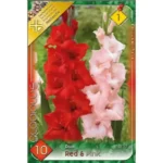 Gladiolus Duo Red & Pink