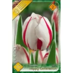 Lalele/ Tulipa triumph Happy Generation  (10buc)