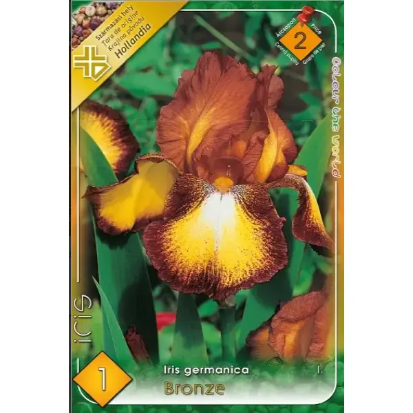 Iris germanica Bronze