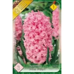 Zambile / Hyacinthus Pink Pearl (3buc)