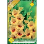 Gladiolus Jester