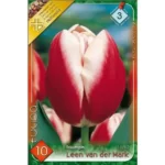 Lalele/ Tulipa triumph Leen van der Mark (10buc)