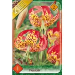 Lilium Fusion