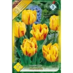 Lalele/ Tulipa double early Monsella (10buc)
