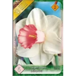 Narcise/ Narcissus Large Cupped Salome (5buc)