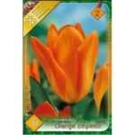 Lalele/ Tulipa fosteriana Orange Emperor (10buc)