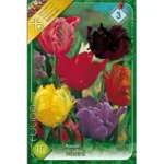 Lalele/ Tulipa parrot Papagal mixed (10buc)