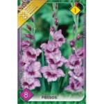 Gladiolus Passos