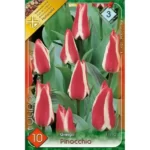 Lalele/ Tulipa greigii Pinocchio (10buc)
