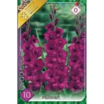 Gladiolus Plumtart