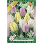 Lalele/ Tulipa Trio Prince Mixed (9buc)