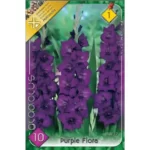 Gladiolus Purple Flora