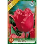Lalele/ Tulipa fringed Red Wing (10buc)