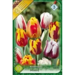 Lalele/ Tulipa Rembrandt mixed (10buc)