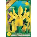 Iris hollandica royal Yellow