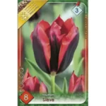 Lalele/ Tulipa triumph Slava (8buc)