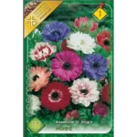Anemone St. brigid