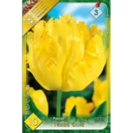 Lalele/ Tulipa parrot Texas Gold (10buc)