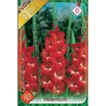 Gladiolus Traderhorn