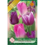 Lalele/ Tulipa Trio Purple Dream (9buc)