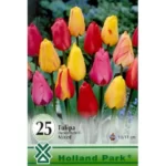 Lalele/Tulipa darwin hybrid mixed (25buc)