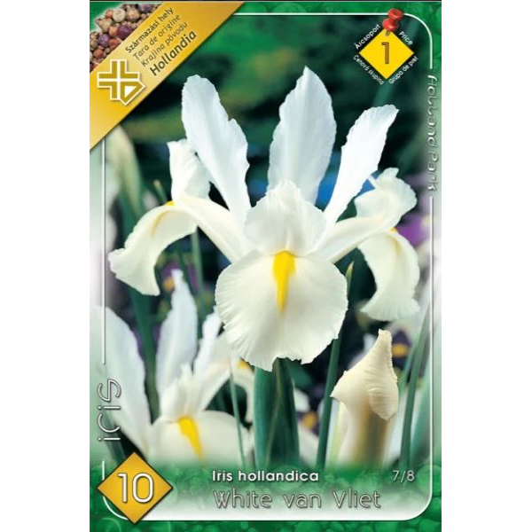 Iris hollandica white van Vliet
