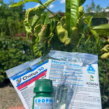 Tratament pentru basicarea frunzelor