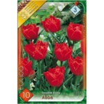 Lalele/Tulipa Double Early Abba (10 buc)