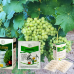 Tratament Vita de Vie Compactarea Ciorchinelor