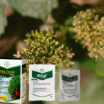 Tratament Vita de Vie Sfarsitul Infloririi