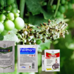 Tratament Vita de Vie Degajare Ciorchina