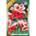 Lalele/Tulipa Elegant Crown (6 buc)