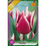 Lalele/Tulipa Claudia (10 buc)