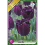 Lalele/Tulipa Gorilla (8 buc)