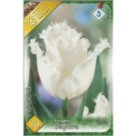 Lalele/Tulipa Honeymoon/Daytona (10buc)