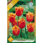 Lalele/Tulipa Lambada (10buc)