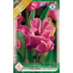 Lalele/Tulipa Picture (6 buc)